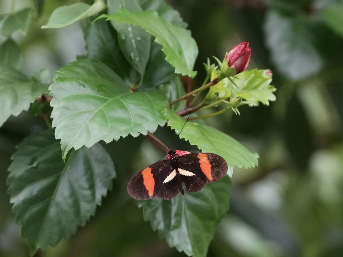 Red Postman - ML644814873