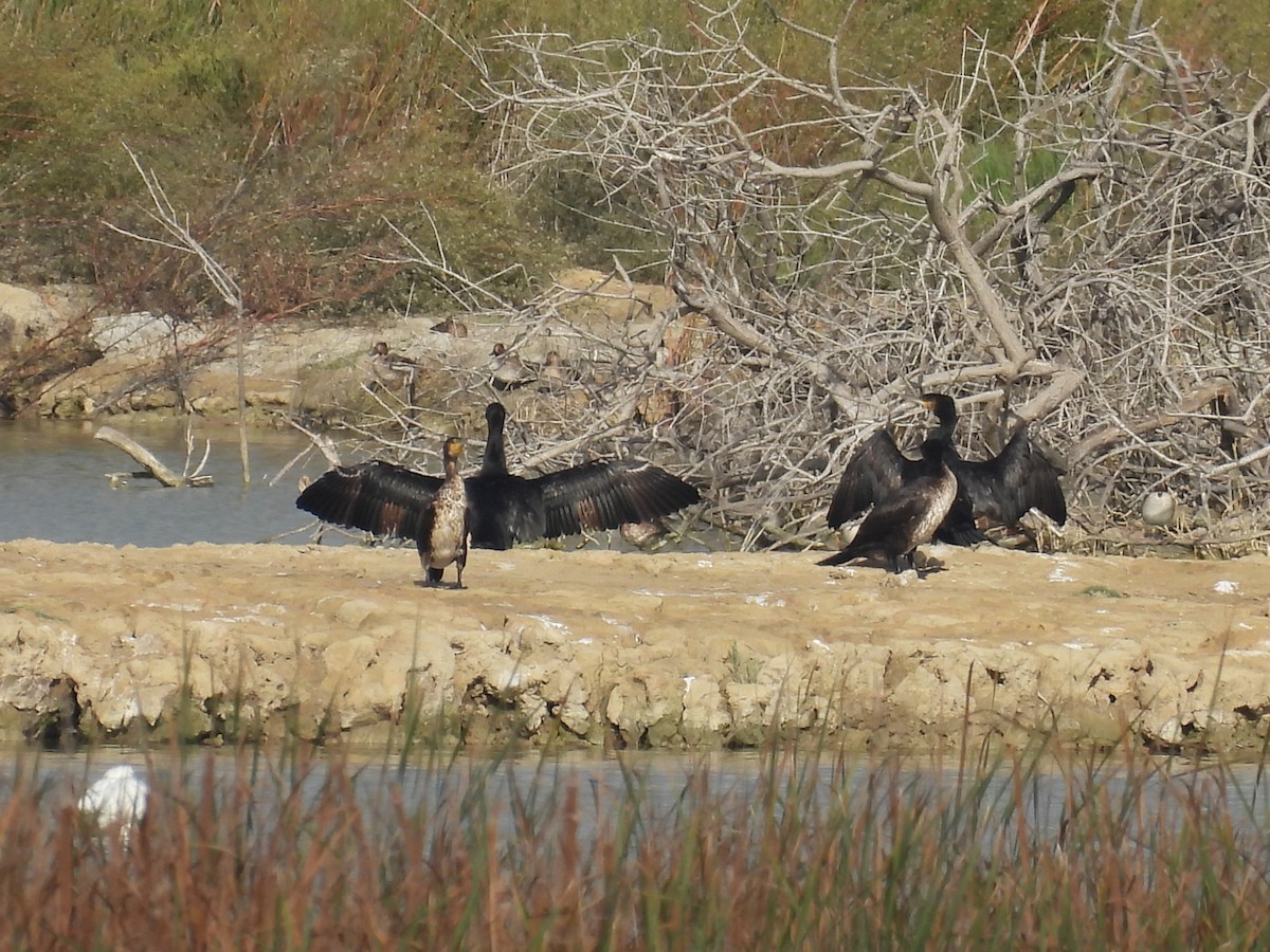 kormorán velký - ML644814874