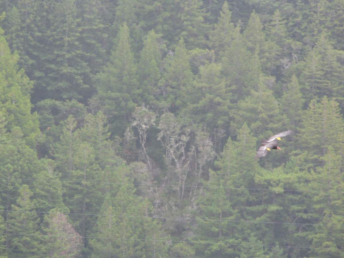 California Condor - ML644814877