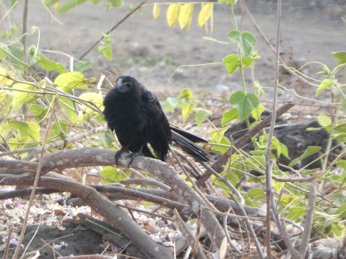 Smooth-billed Ani - ML644814906