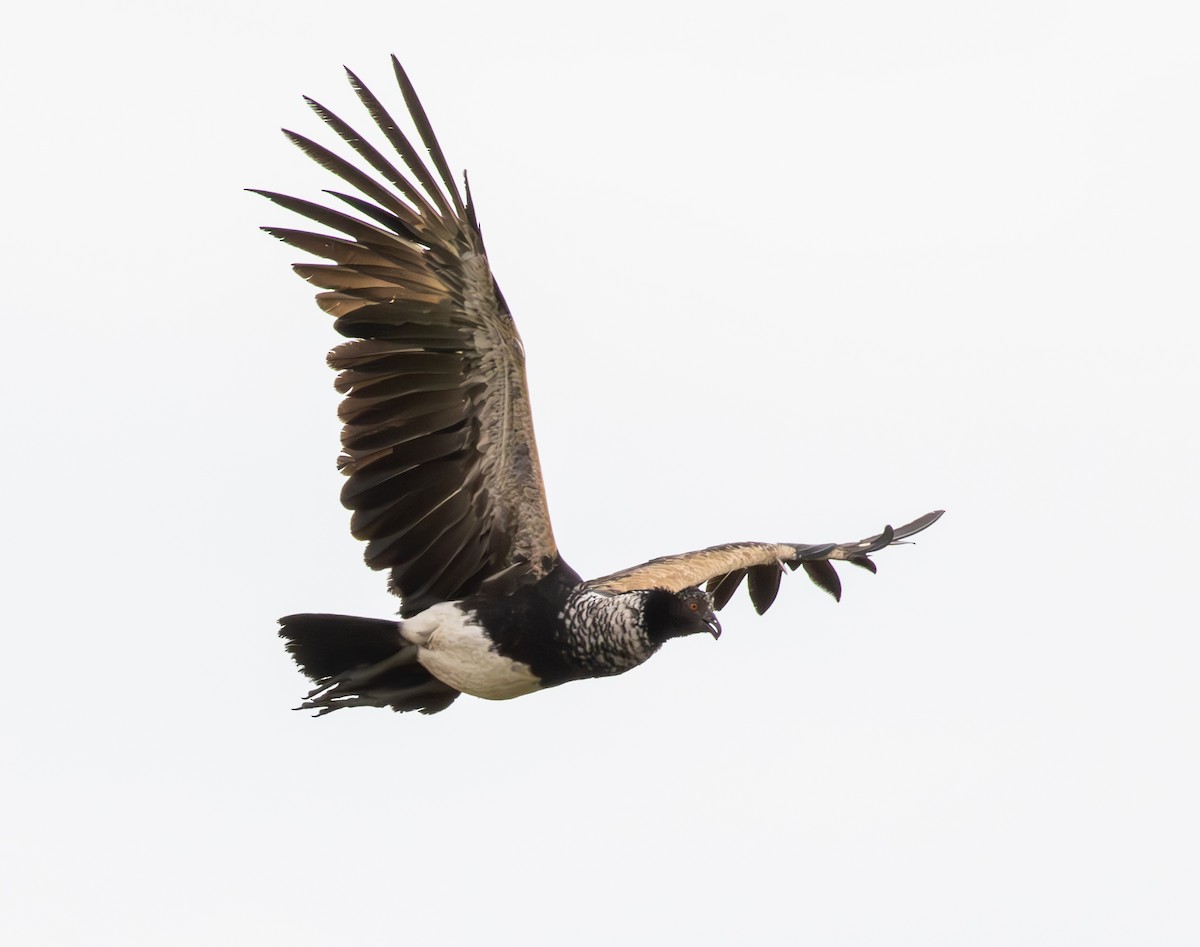 kamiš růžkatý - ML644814908