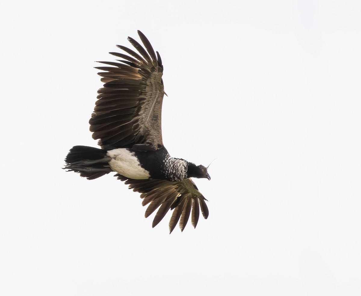 kamiš růžkatý - ML644814910