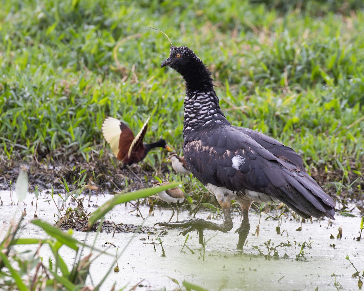 kamiš růžkatý - ML644814911