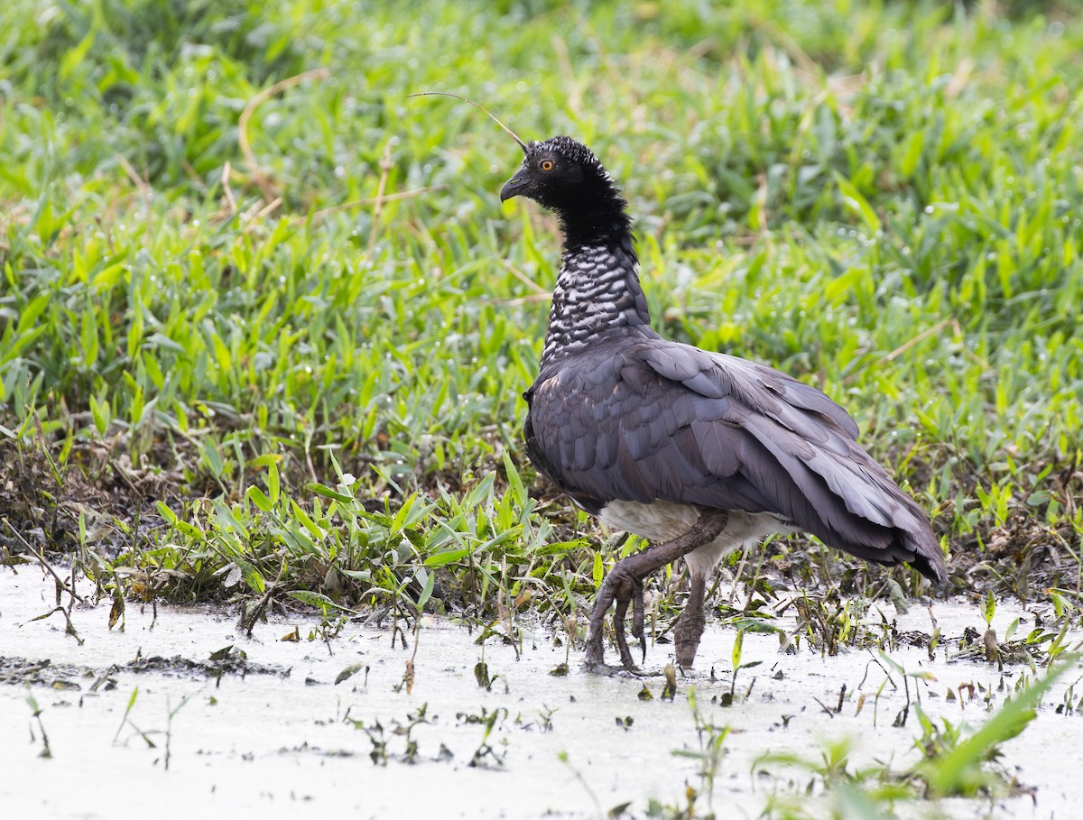 kamiš růžkatý - ML644814912