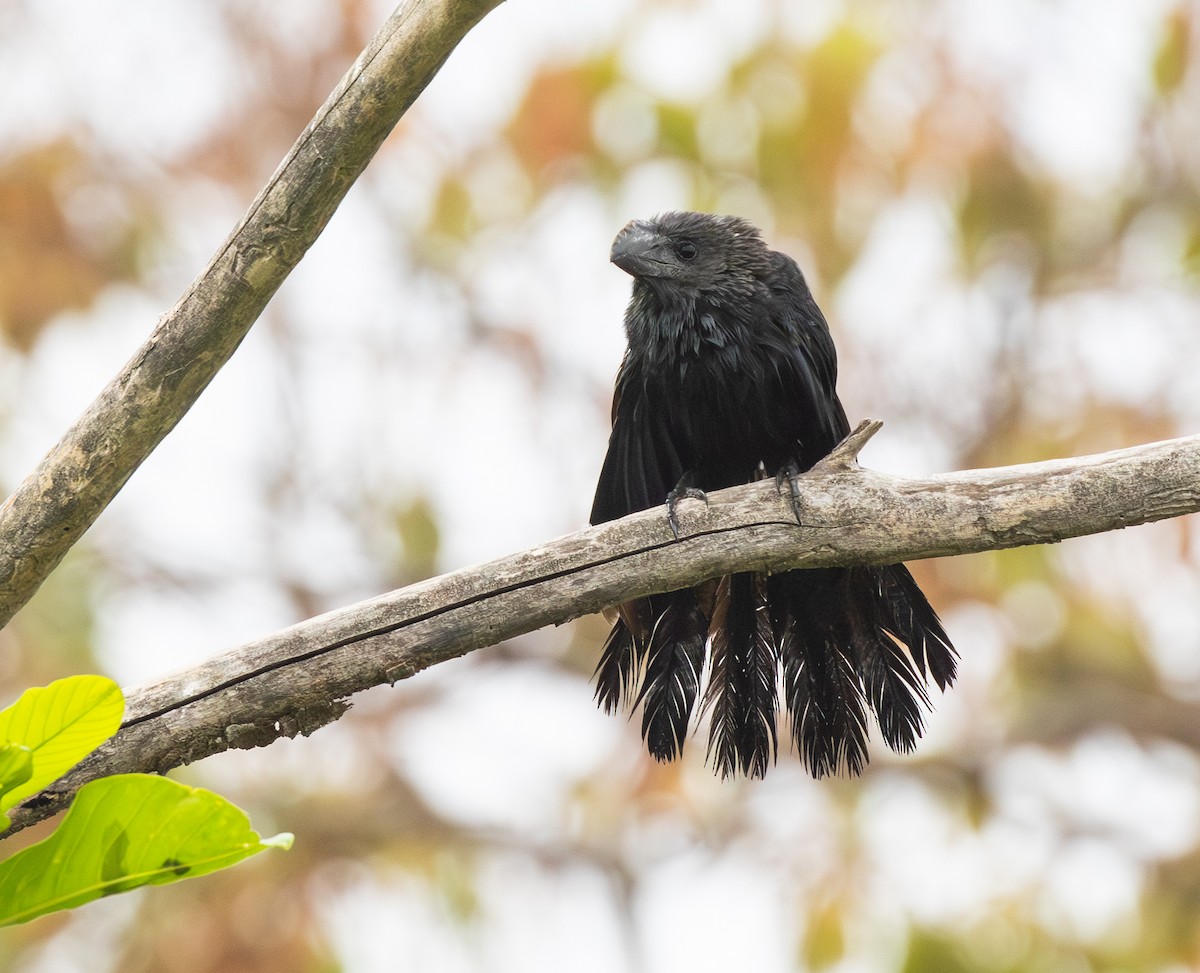 Smooth-billed Ani - ML644814915