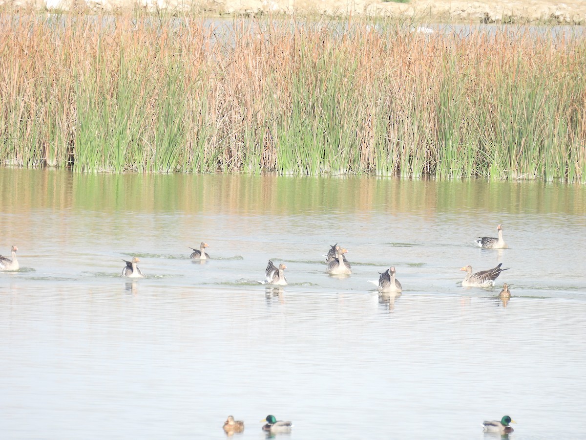 Graylag Goose - ML644814922