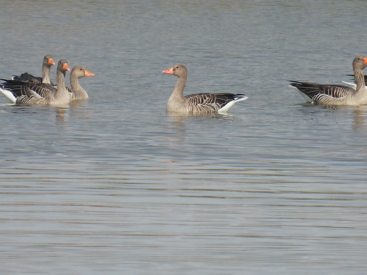 Graylag Goose - ML644814924