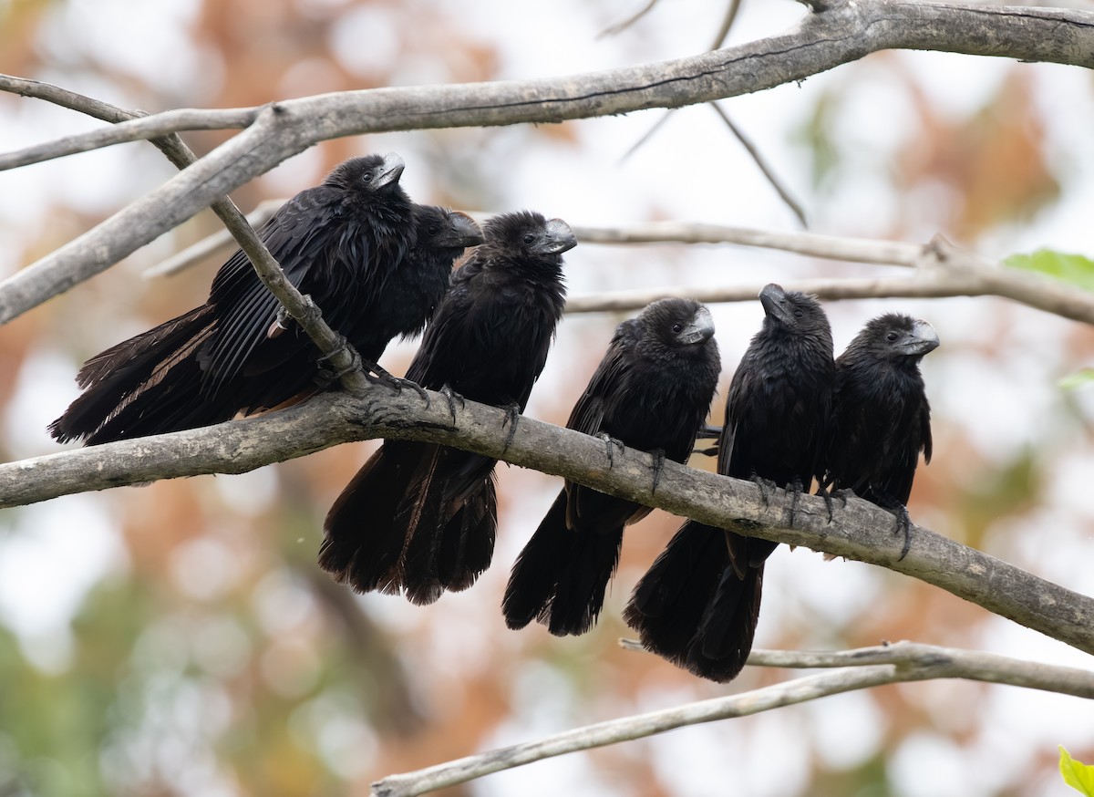 Smooth-billed Ani - ML644814925