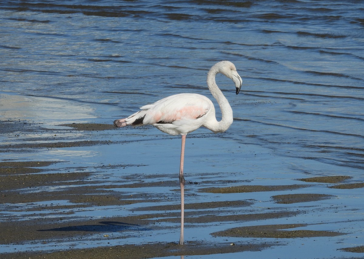 Greater Flamingo - ML644814936