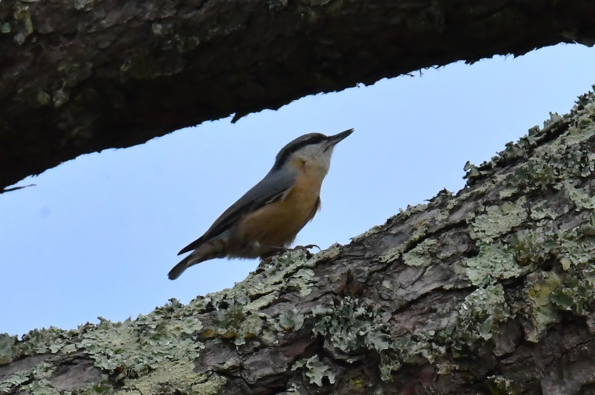 Garrapo eurasiarra - ML644814940