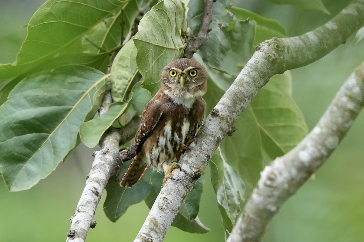 Ferruginous Pygmy-Owl - ML644814946