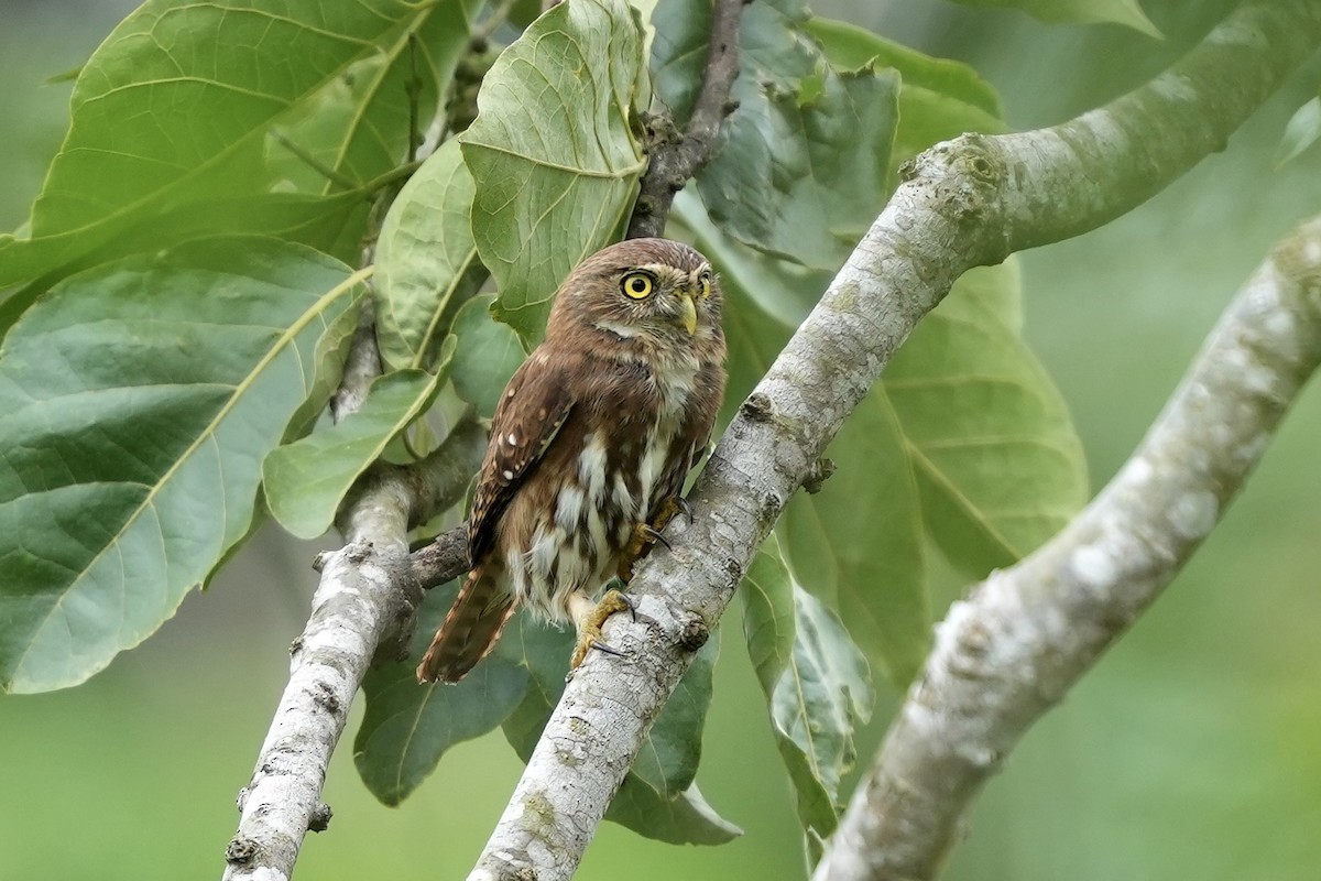Ferruginous Pygmy-Owl - ML644814947