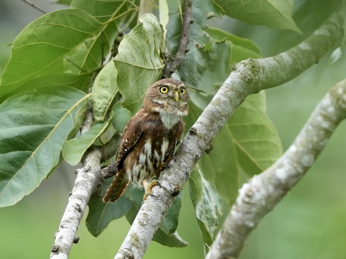 Ferruginous Pygmy-Owl - ML644814949