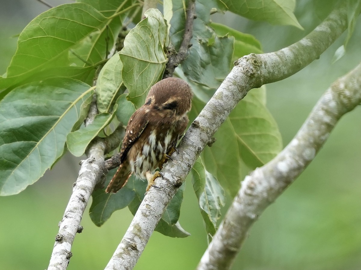 Ferruginous Pygmy-Owl - ML644814950