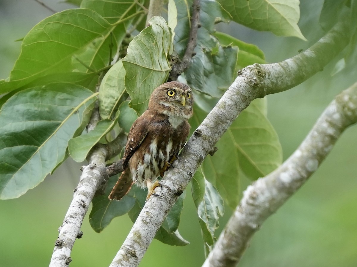 Ferruginous Pygmy-Owl - ML644814951