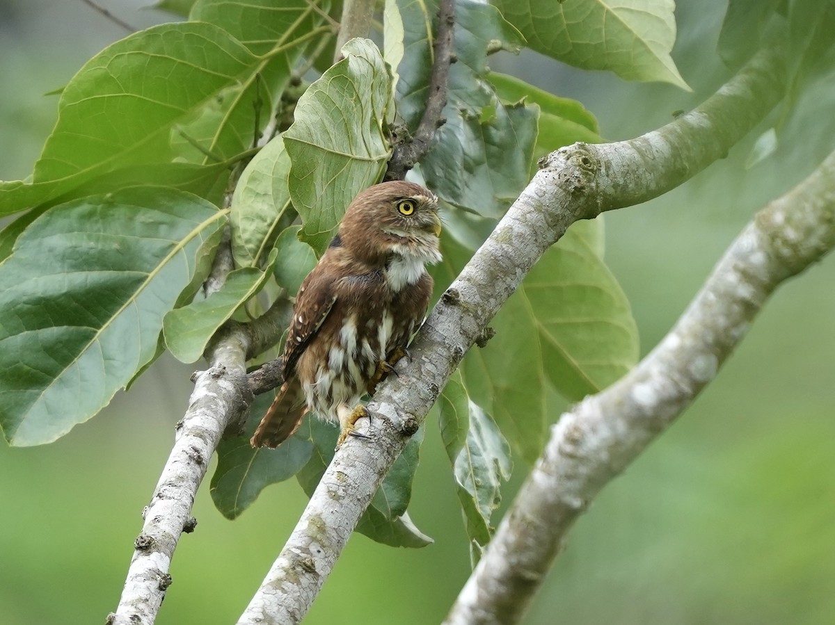 Ferruginous Pygmy-Owl - ML644814952