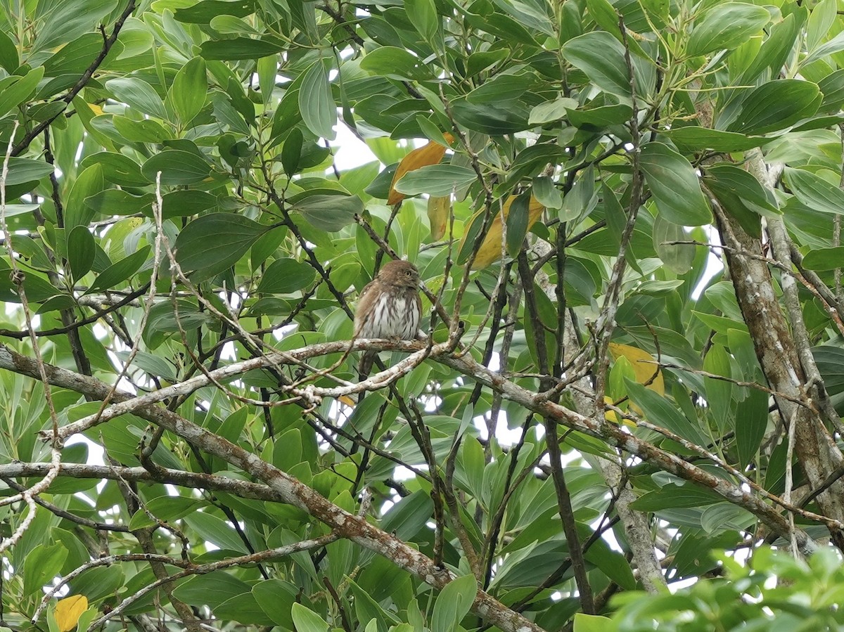 Ferruginous Pygmy-Owl - ML644814953
