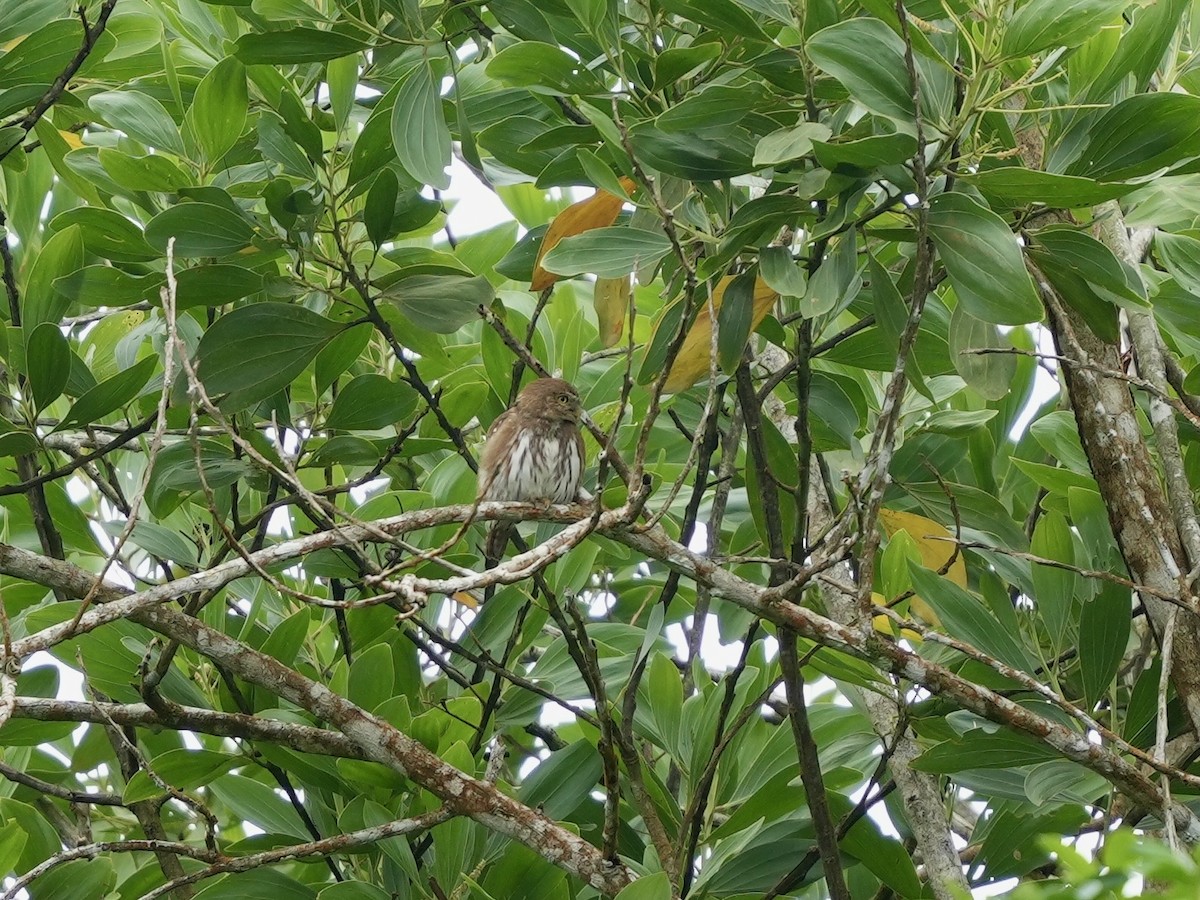 Ferruginous Pygmy-Owl - ML644814954