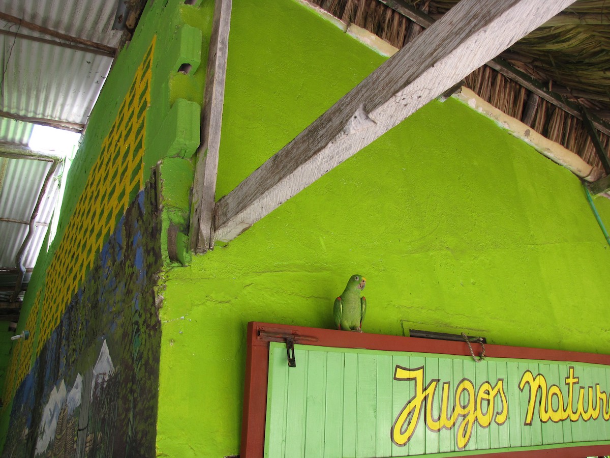 Yellow-crowned Amazon - ML644814958