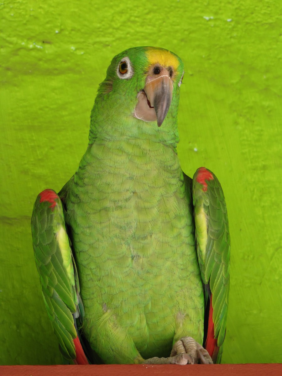 Yellow-crowned Amazon - ML644814959
