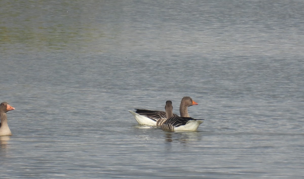 Graylag Goose - ML644814963