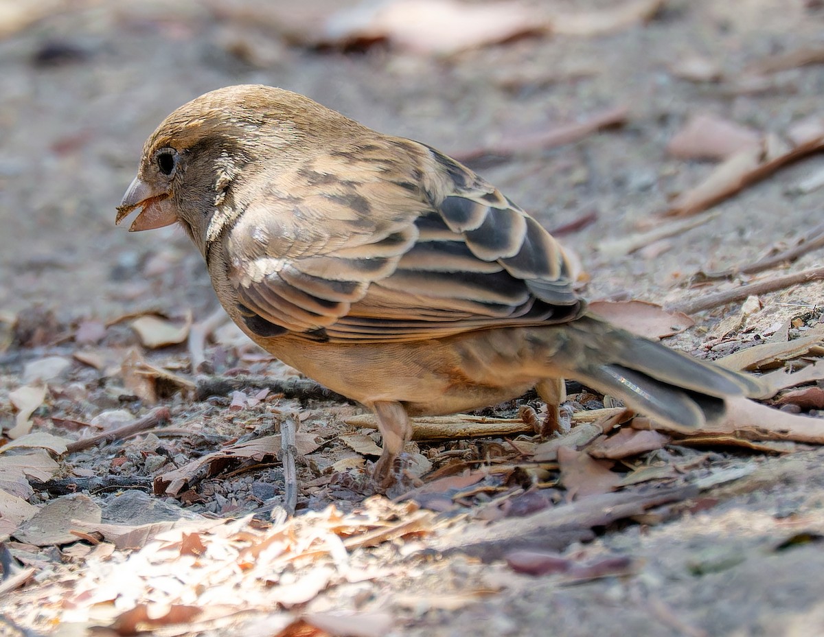 House Sparrow - ML644814966