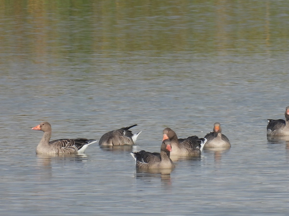 Graylag Goose - ML644814968