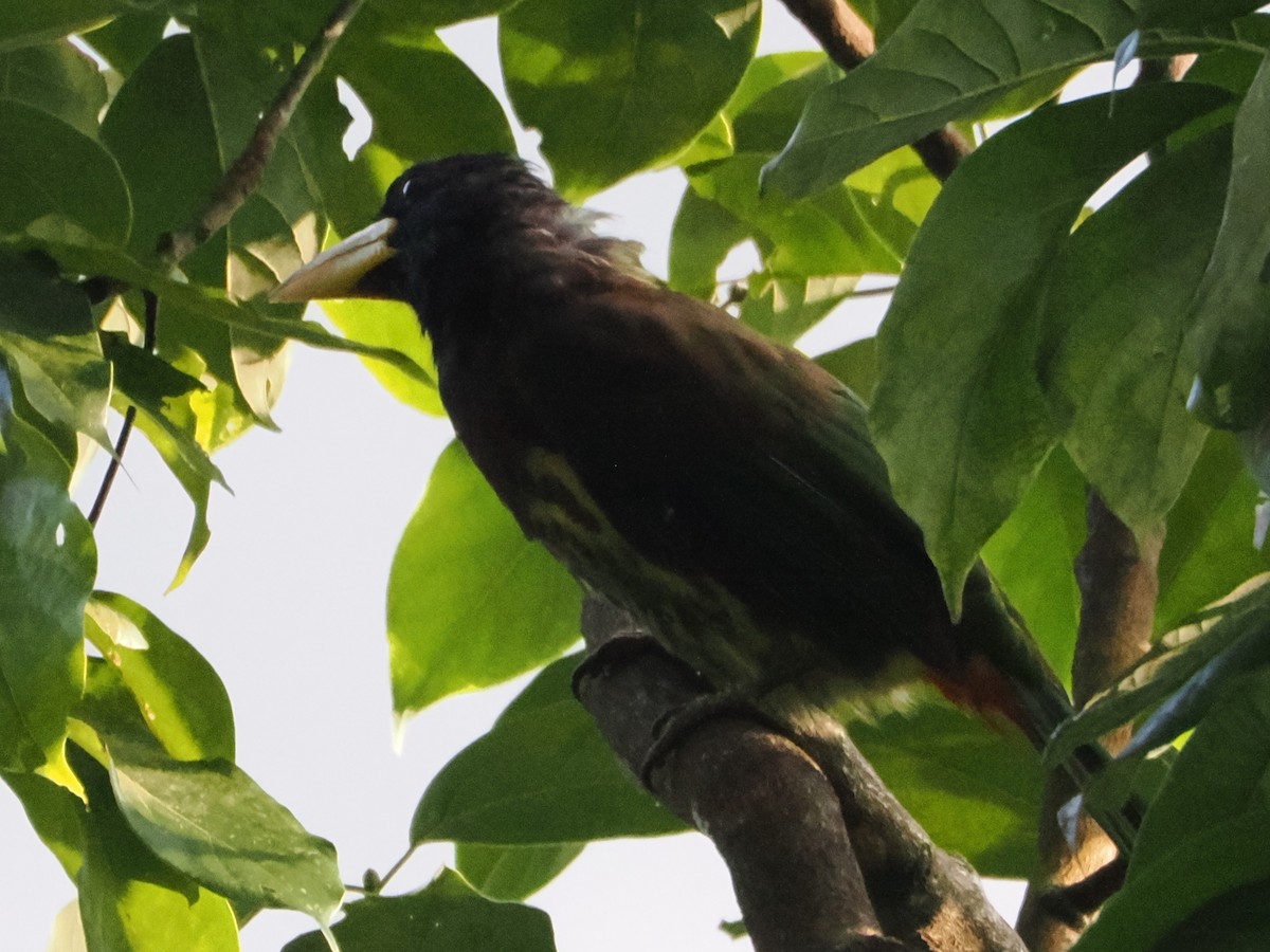 Great Barbet - ML644814970