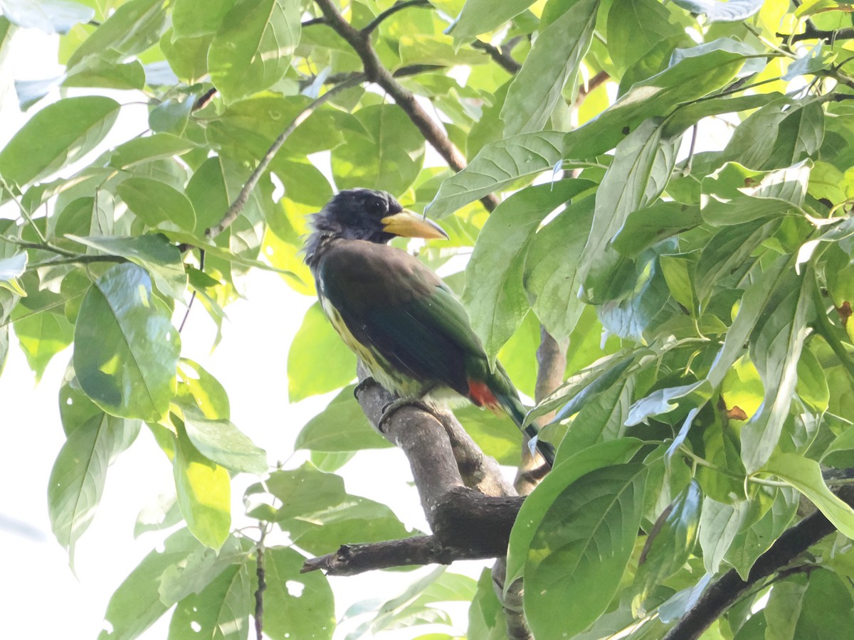Great Barbet - ML644814971