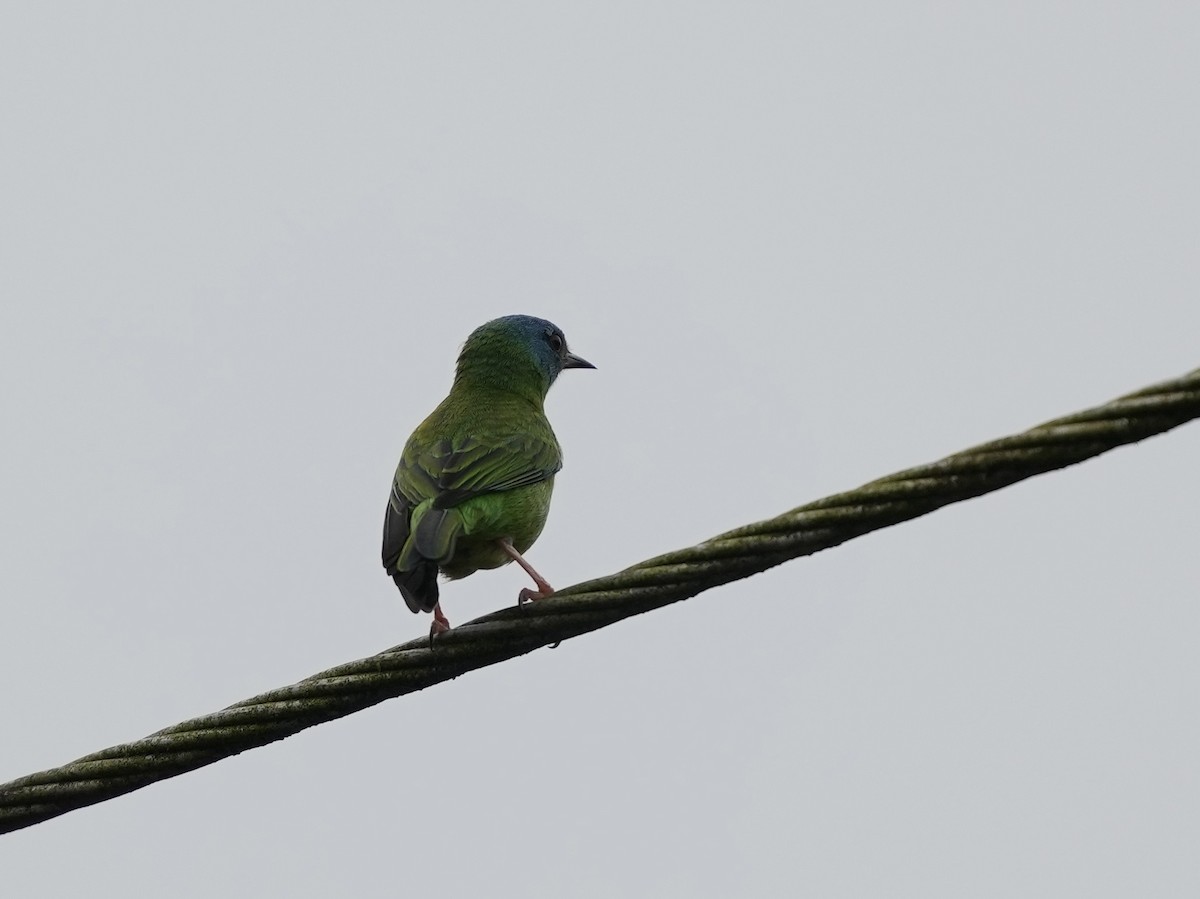 Blue Dacnis - ML644814973