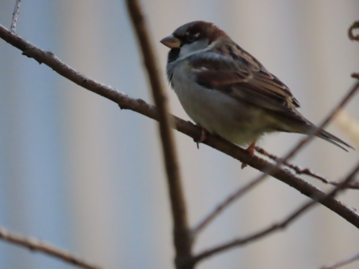 House Sparrow - ML644814978