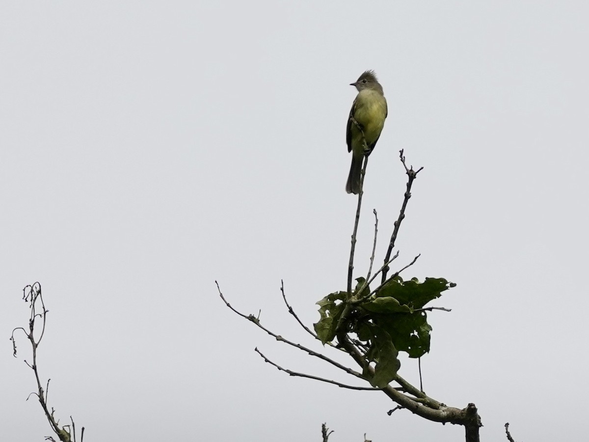 Желтобрюхая эления - ML644814979