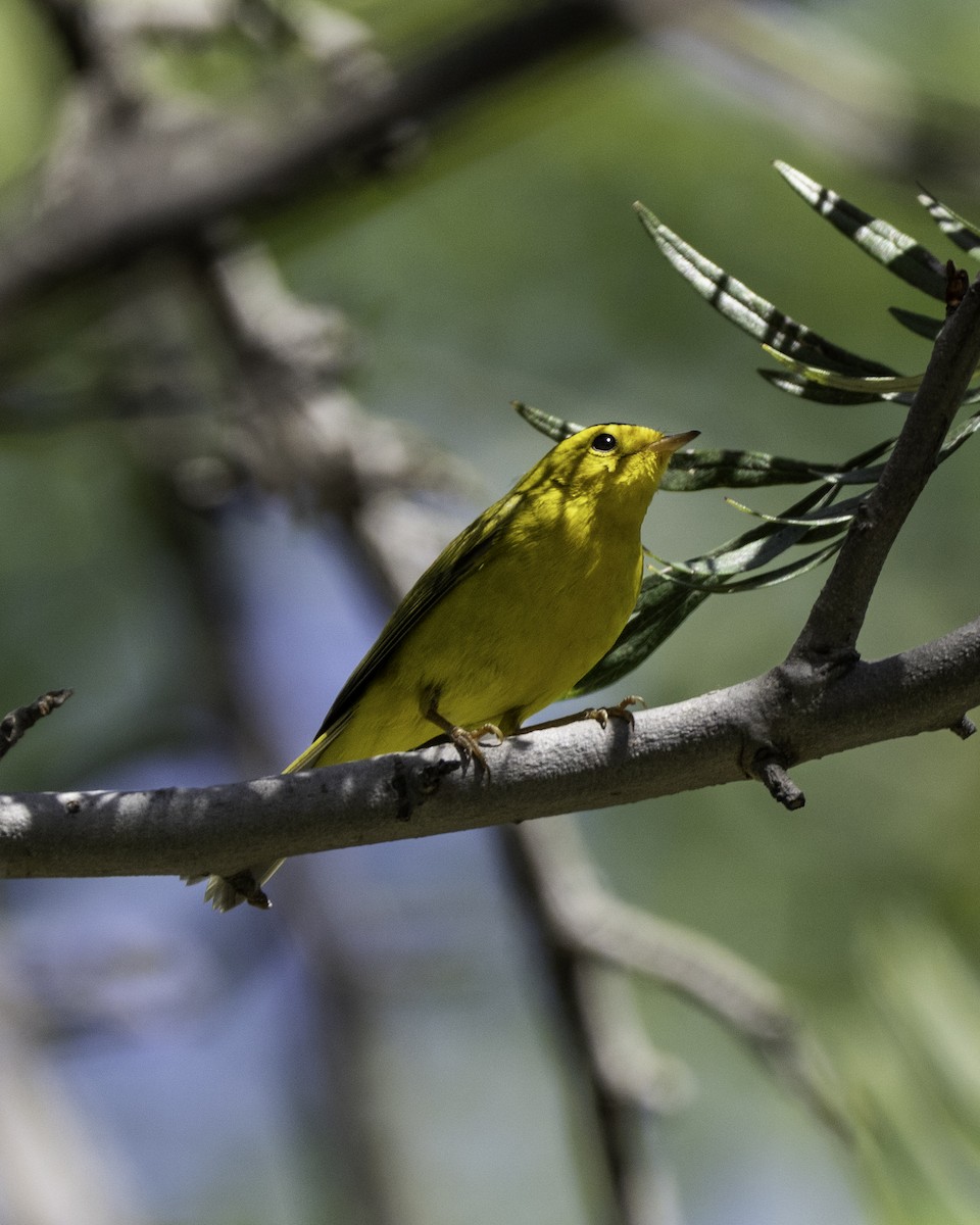 Wilson's Warbler - ML644814993