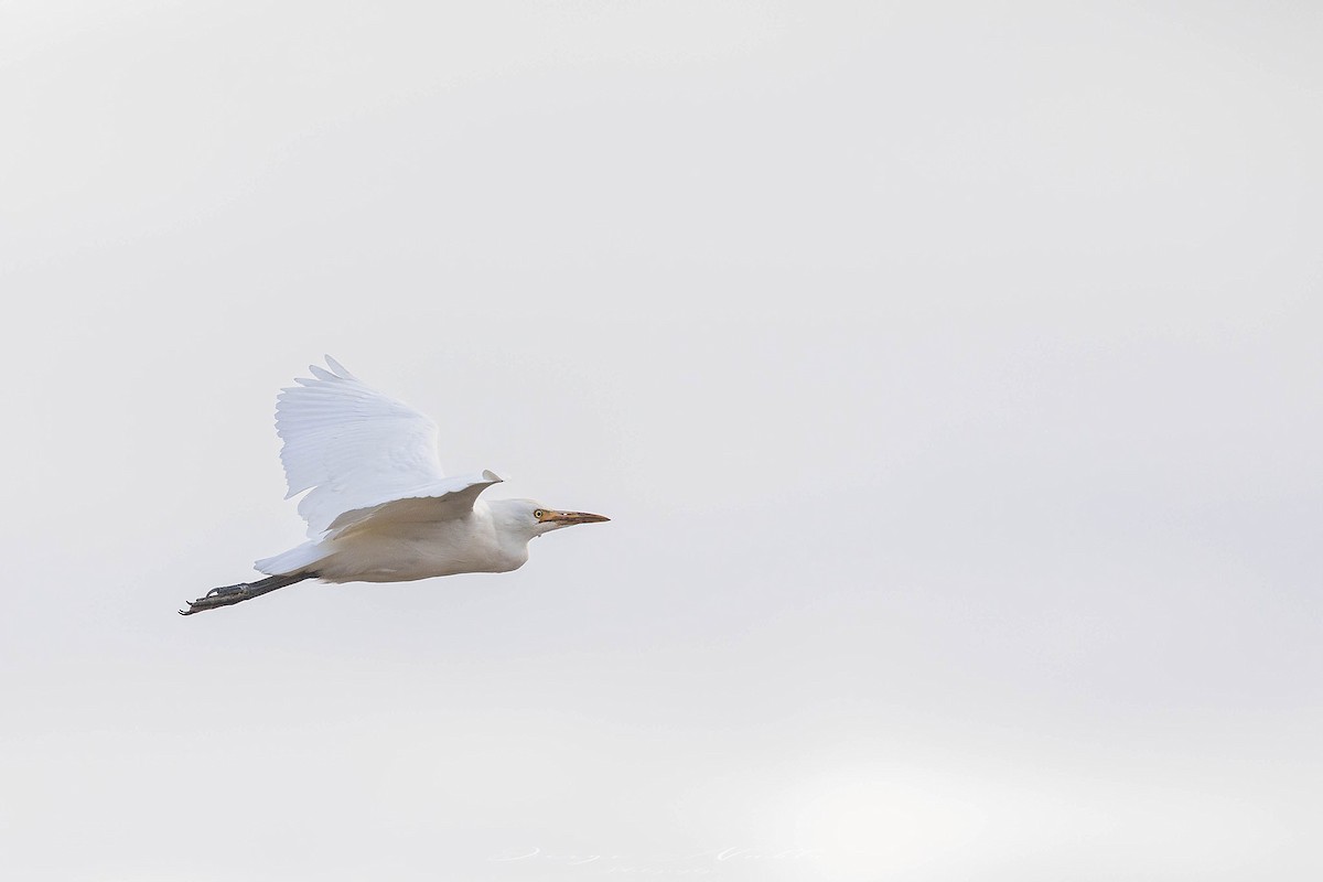Western Cattle-Egret - ML644815010