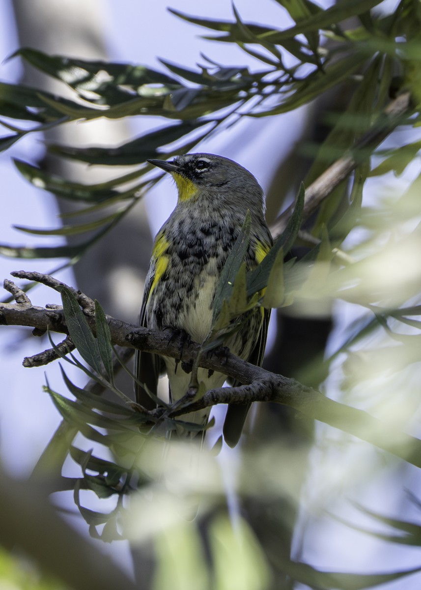 Yellow-rumped Warbler - ML644815016