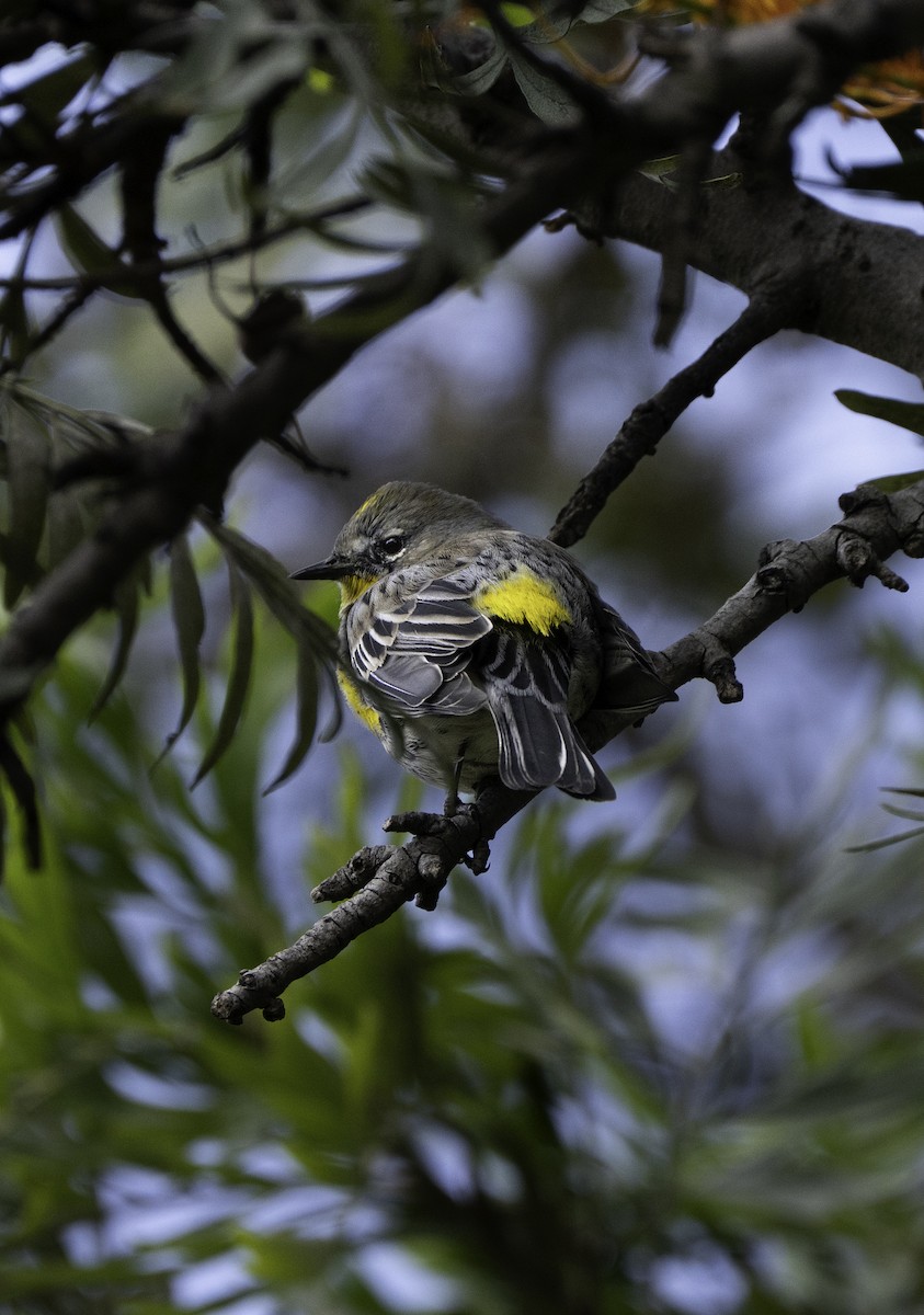 Yellow-rumped Warbler - ML644815017