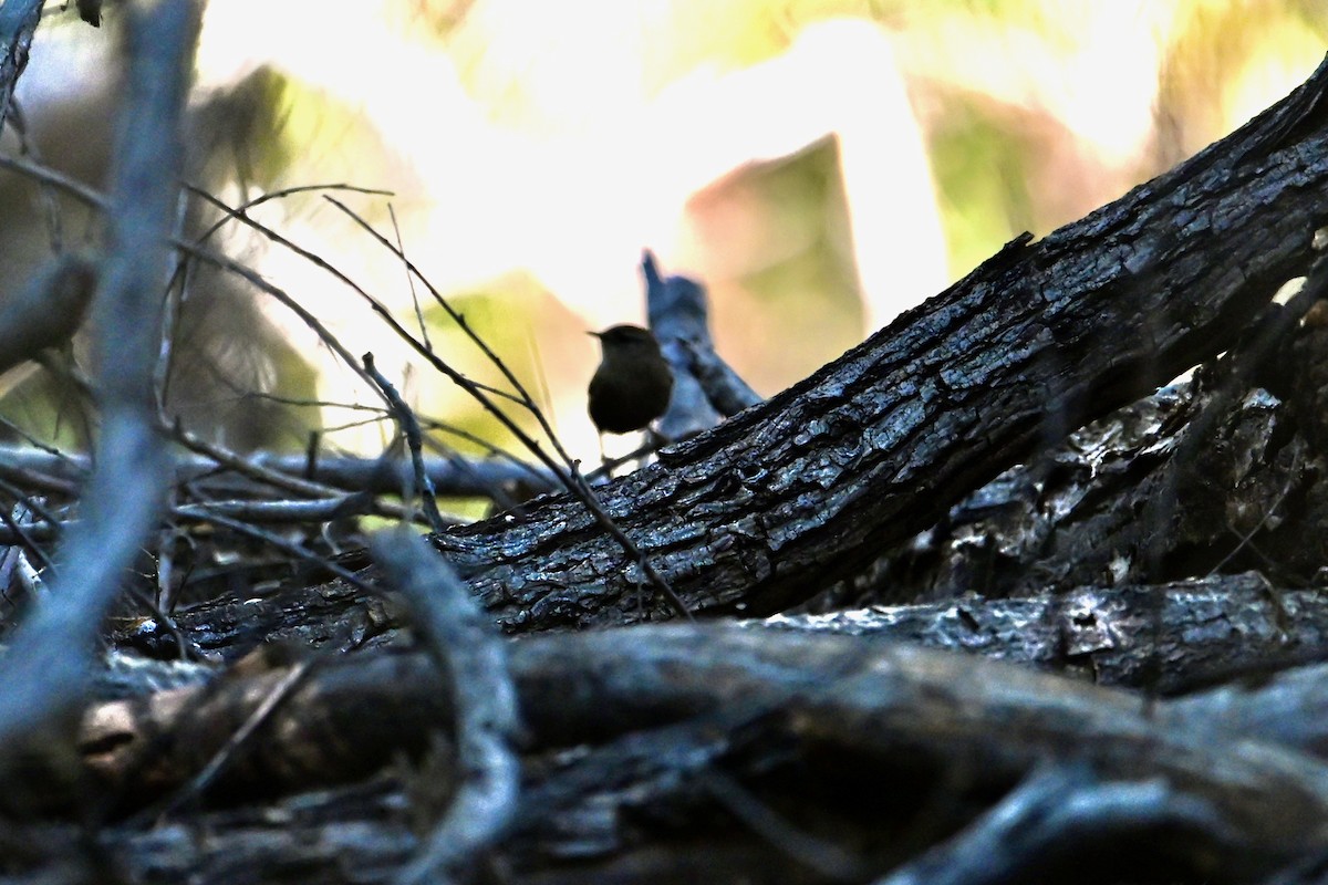 Winter Wren - ML644815018