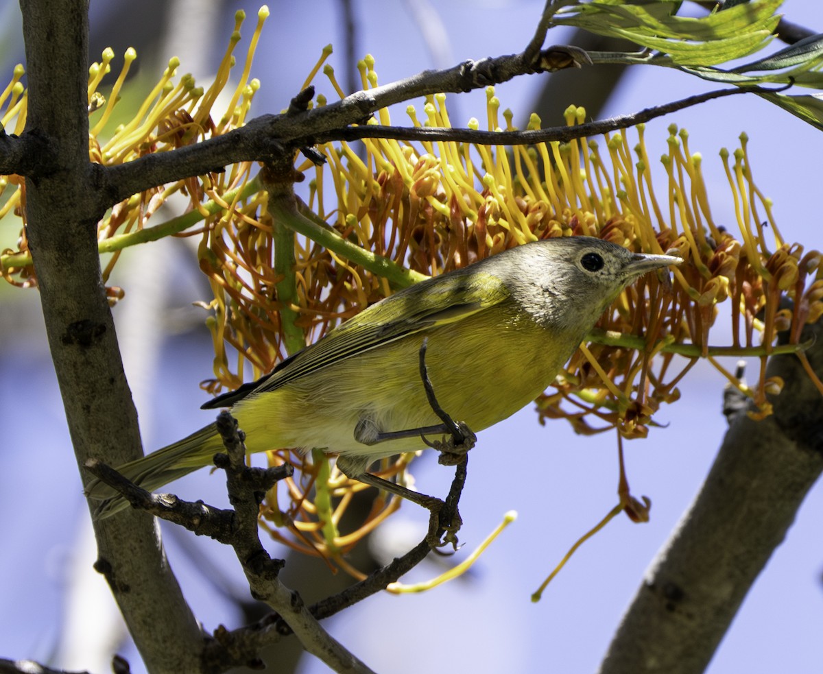 Nashville Warbler - ML644815024