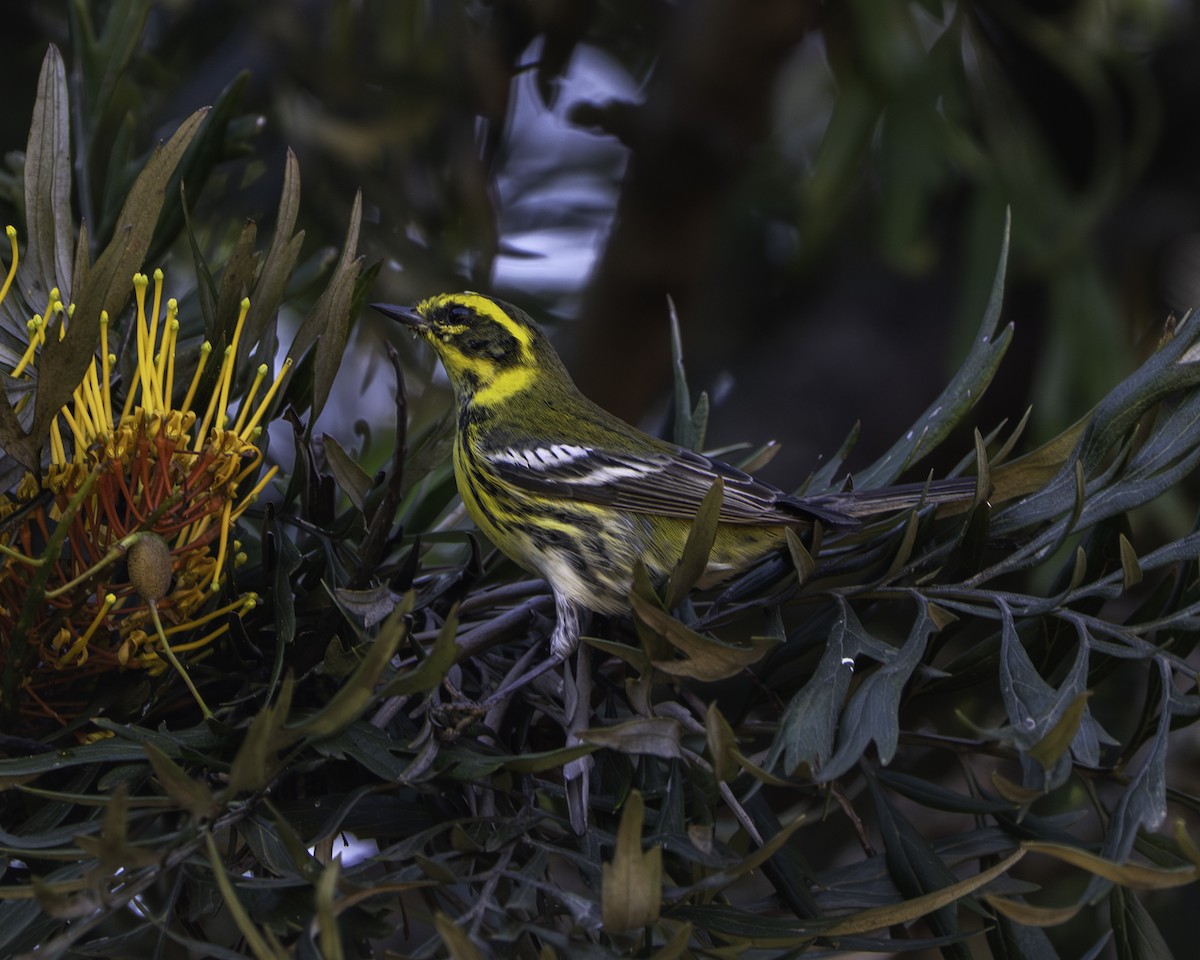 Townsend's Warbler - ML644815030