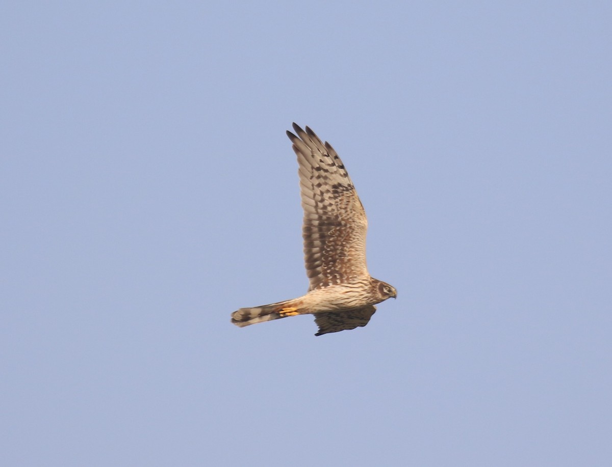 Pallid Harrier - ML644815038