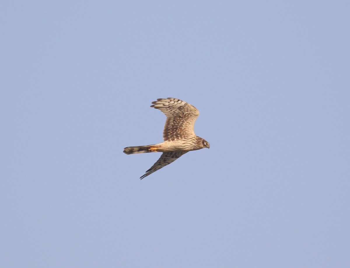 Pallid Harrier - ML644815040