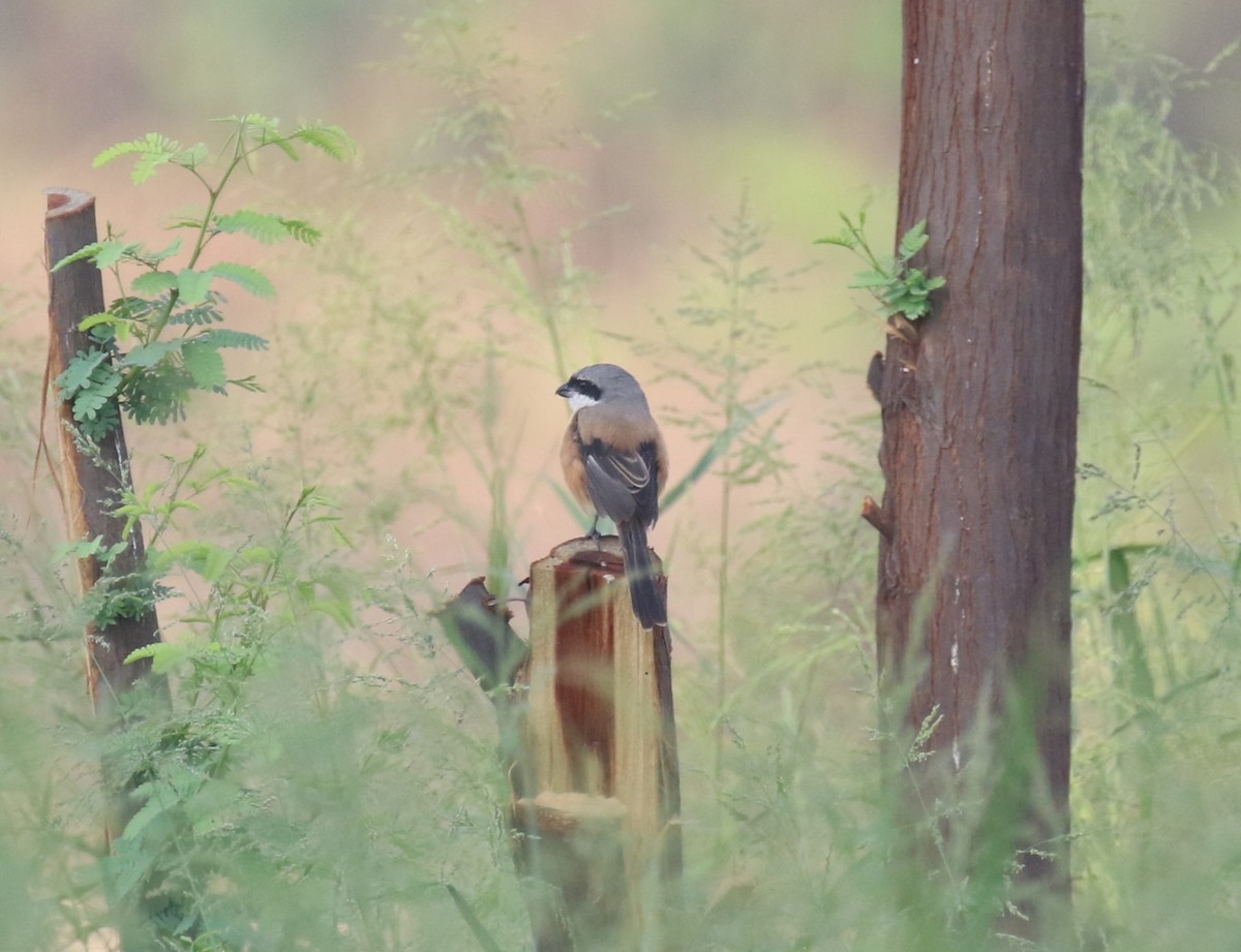 ťuhýk královský - ML644815049