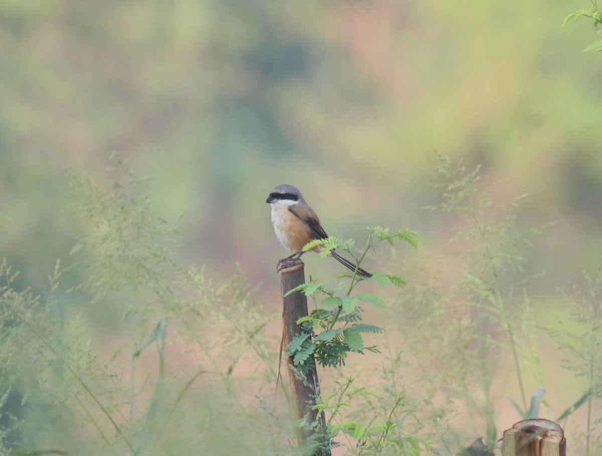 ťuhýk královský - ML644815050