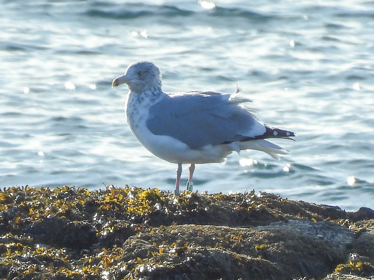 American Herring Gull - ML644815052