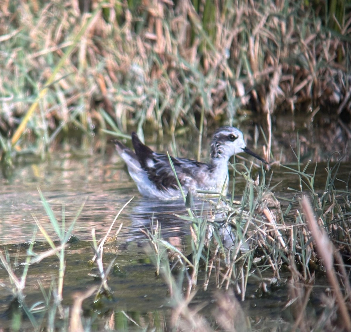 Red-necked Phalarope - ML644815060