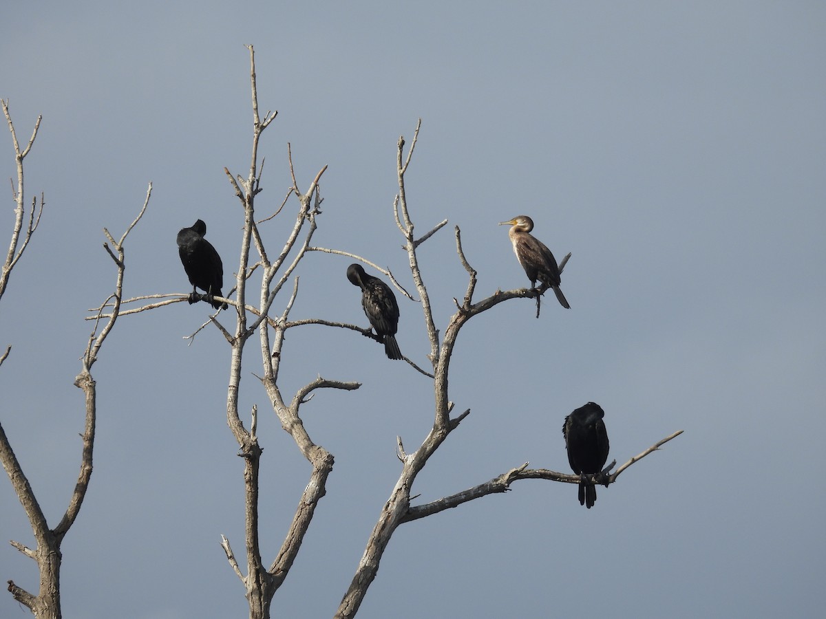 kormorán velký - ML644815075