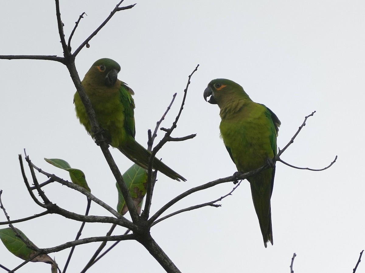 Brown-throated Parakeet - ML644815076