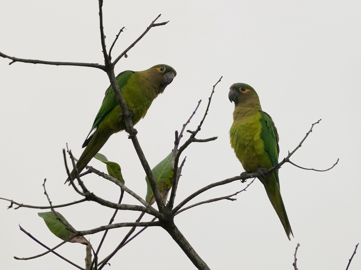 Brown-throated Parakeet - ML644815077