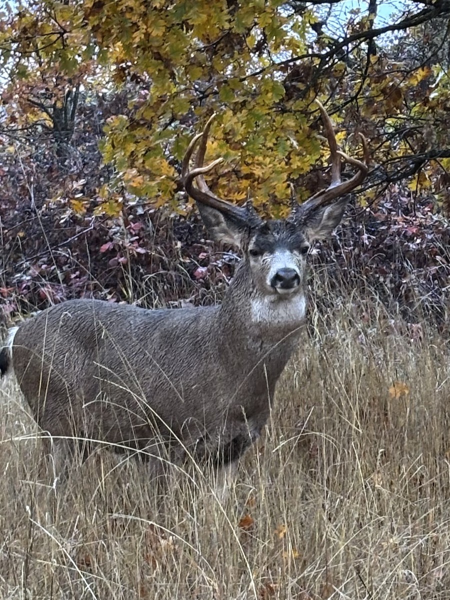 Columbian Black-tailed Deer - ML644815081