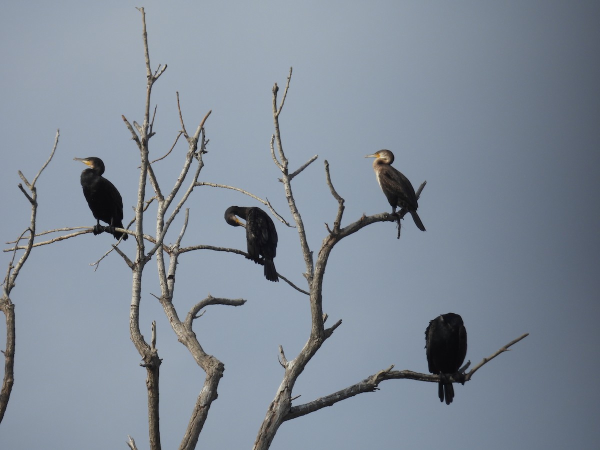 kormorán velký - ML644815084